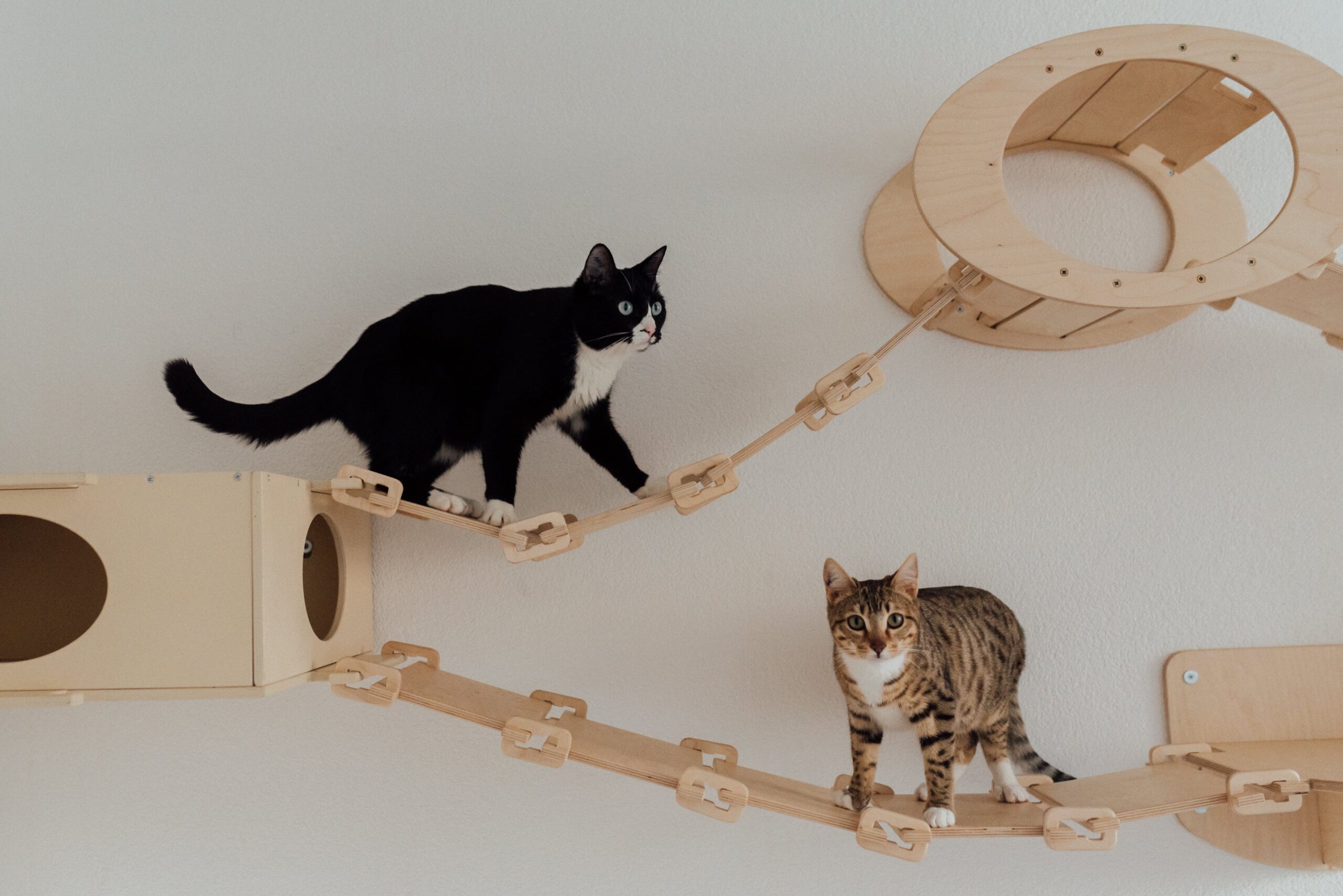 Gatos jugando con puente colgante
