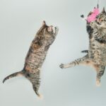 gatos jugando con una caña que simula la caceria