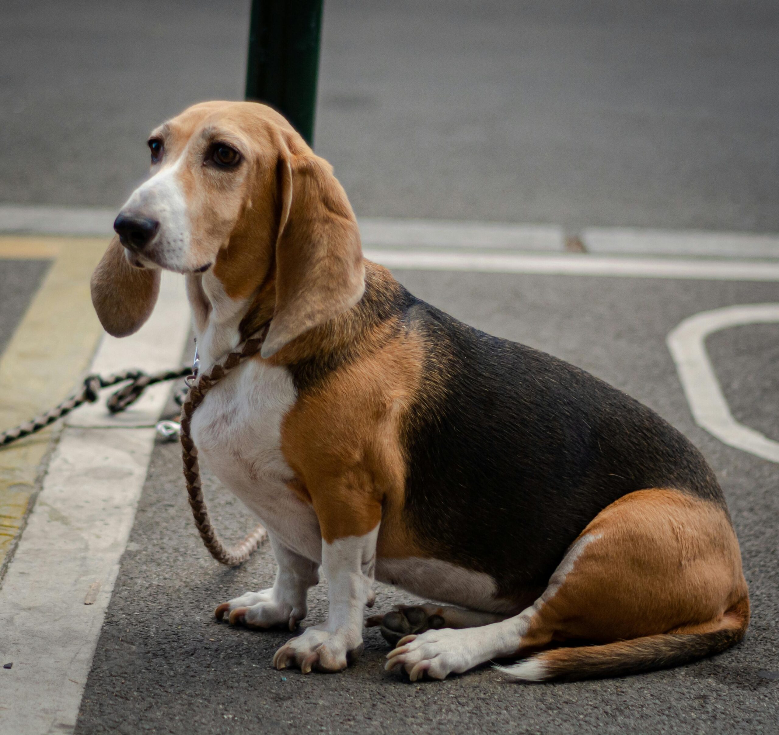 Perro adulto de raz Basset Hound posando en la calle