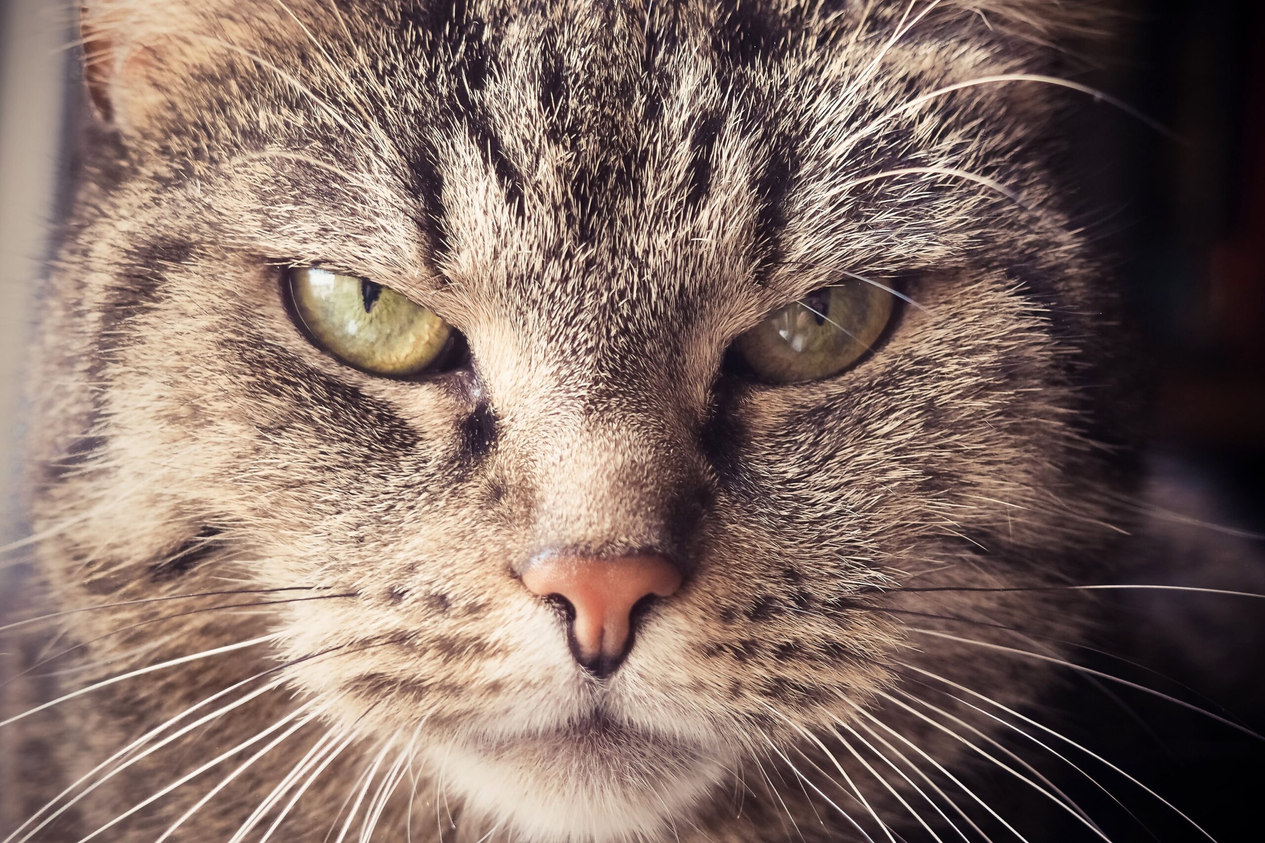 Gato con mirada intimidante