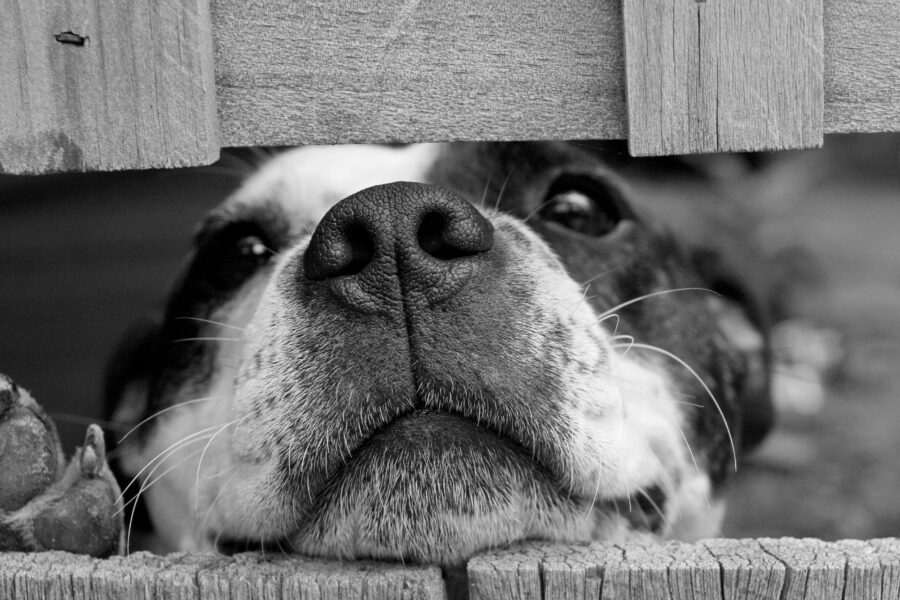Detectan rara enfermedad respiratoria en perros en Estados Unidos ¿afecta a humanos?