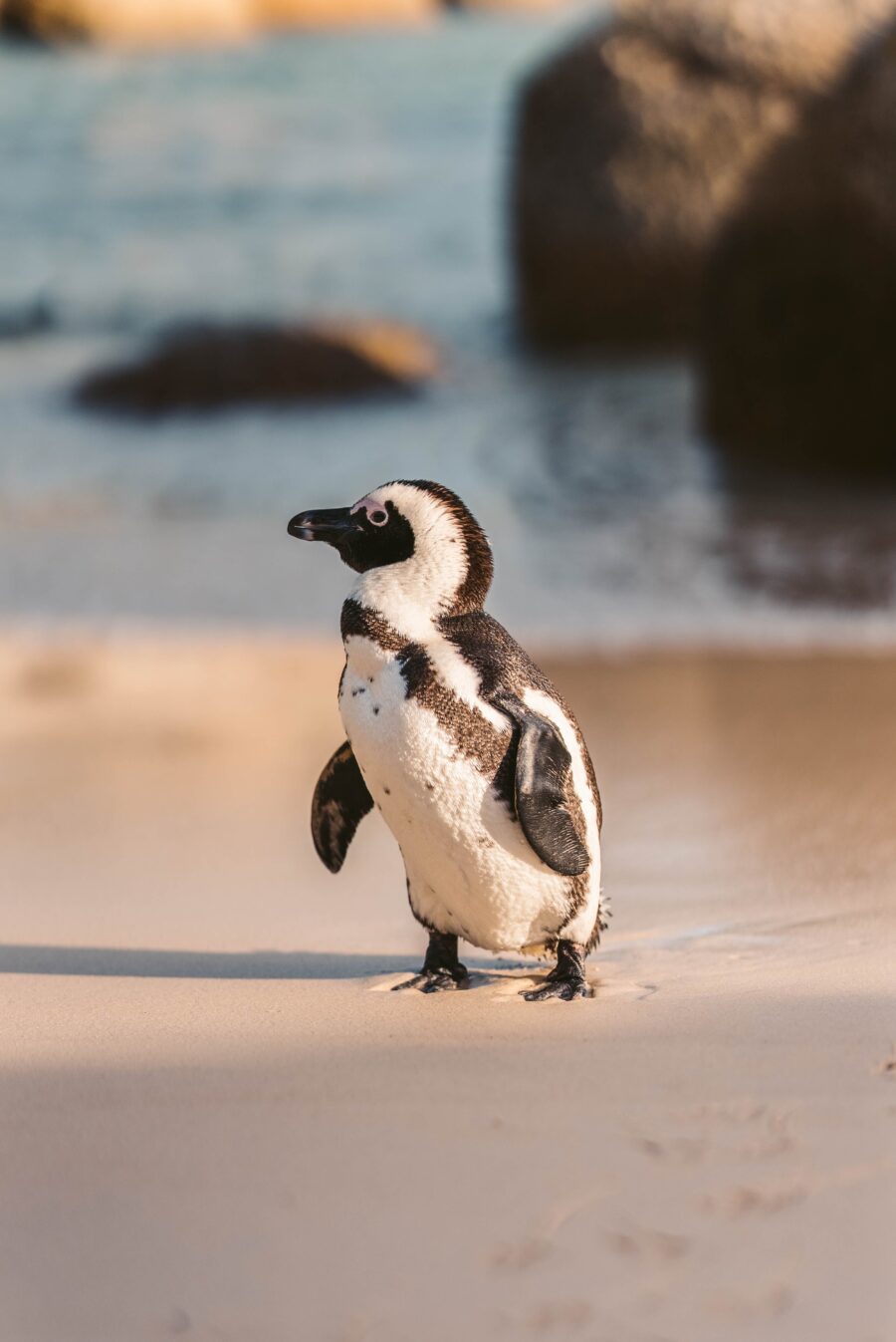 LA HISTORIA DE DINDIN, el pingüino agradecido