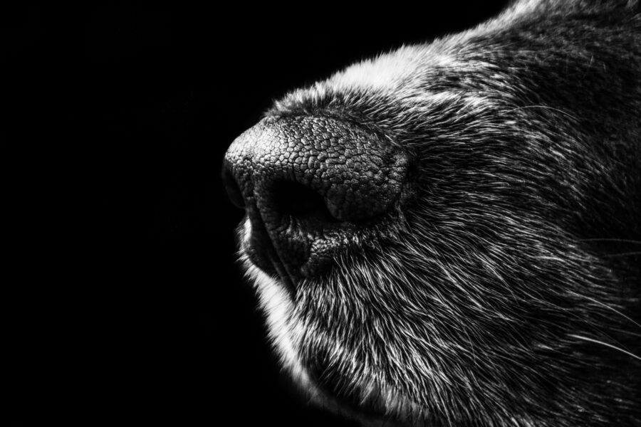 El Increíble Sentido del Olfato Canino: ¿Pueden Realmente los Perros Oler el Miedo?