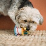 perro de raza maltes modiendo juguete de hule con forma de pastel