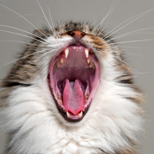 Entendiendo la Naturaleza de las Peleas entre Gatos: Razones y Estrategias para Manejarlas